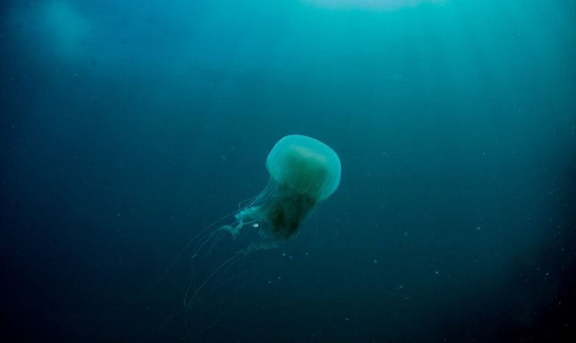Explorando a biodiversidade marinha em mergulho com cilindro Cabo Frio