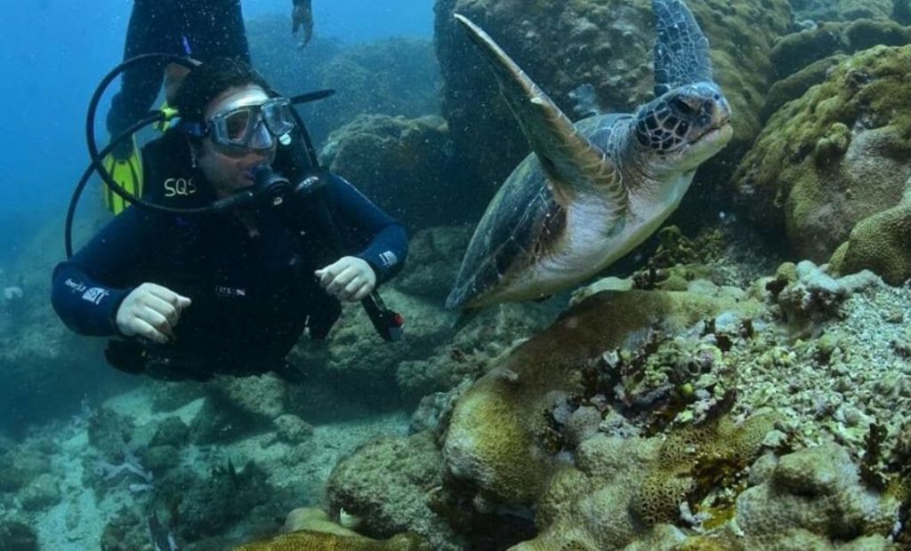 Duas tartarugas nadando próximas aos corais em Arraial do Cabo