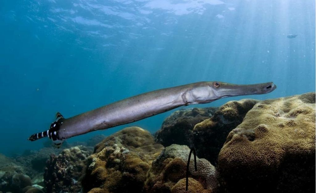 Vida marinha com peixe-agulha e tartaruga no mergulho em Arraial
